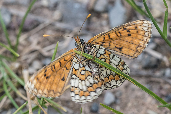 Melitaea deione --6779 - Rimplas - 27/06/21