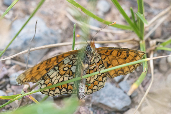 Melitaea deione --6773 - Rimplas - 27/06/21