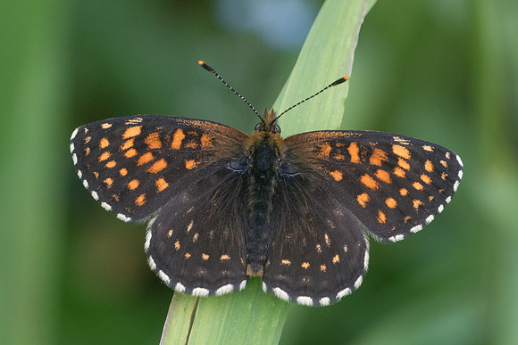 Melitaea diamina-5404 - Chatillon sur seine - 26/05/22