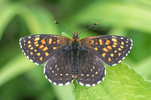 Melitaea diamina-5353 -  Chatillon sur seine - 26/05/22