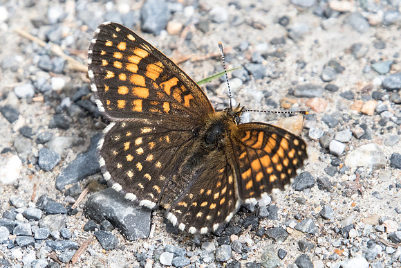 Melitaea diamina (Mélitée noirâtre) - 4338 - Col de l'Izoard - 2/07/20