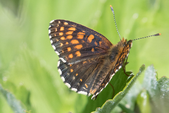 Melitaea diamina-2454 - Estenc - 30/06/20