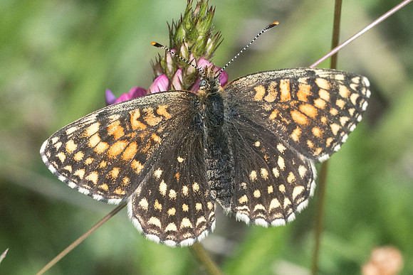 Melitaea diamina- Col de la cayolle -7072 - 28/06/21