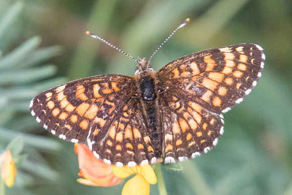 Melitaea diamina ssp vernetensis-3567 - Llo - 18/07/23
