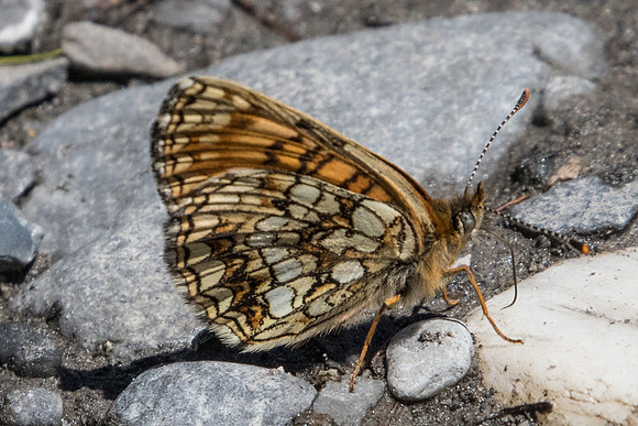 Melitaea diamina-4058 - Estenc - 5/07/21