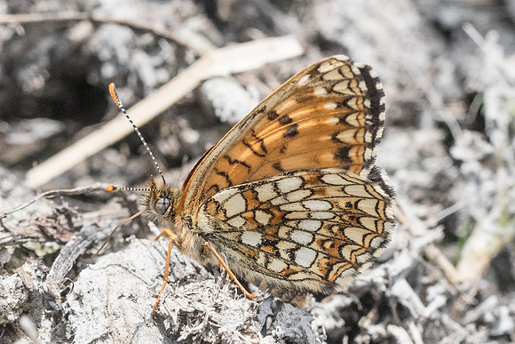 Melitaea diamina-7383 - Beuil - 28/06/21