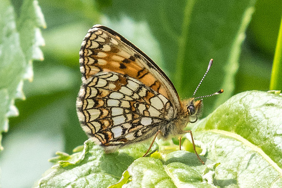Melitaea diamina-4274 - Col de l'Izoard Le Laus - 2/07/21