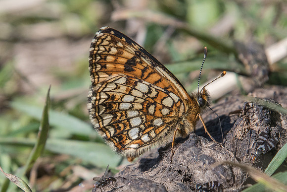 Melitaea diamina-0286 - Passonfontaine - 10/06/22