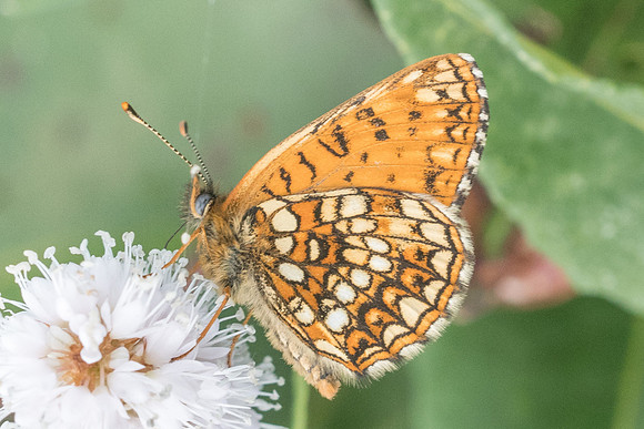 melitaea diamina-2480 -                   Noel-Cerneux 12/06/22