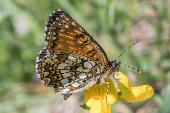 Melitaea diamina-3955 - Estenc - 5/07/21
