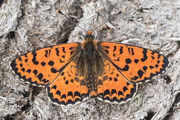 Melitaea didyma ♂- 4668 - Sournia 19/05/23