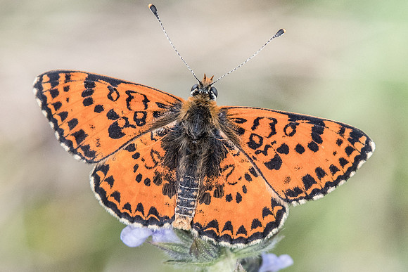Melitaea didyma-4977 - Digne les bains - 19/04/19
