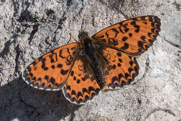 Melitaea didyma ♂-9281 - Belgentier - 13/04/21
