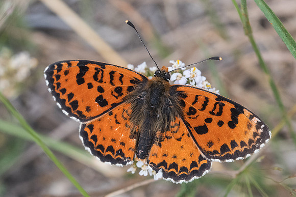 Melitaea didyma-6610 Bolquere - 21/07/23