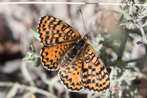 Melitaea didyma occidentalis ♀-6646 - col de Vence 6/07/20