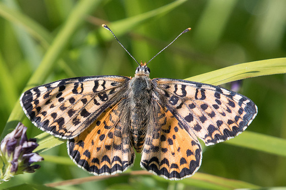 Melitaea didyma occidentalis ♀-5942 - Cipieres - 5/07/20