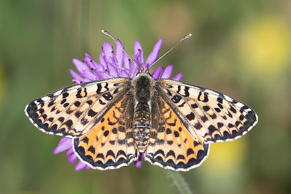 Melitaea didyma occidentalis ♀-5958 - Cipières