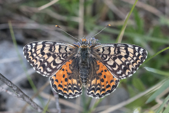 Melitaea didyma-9131 - Gréolières - 18/05/21