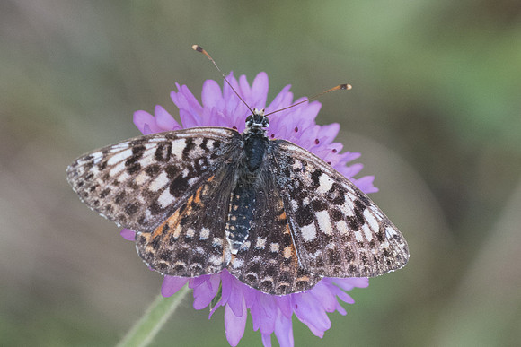 Melitaea didyma-4079 - Rimplas - 25/06/20