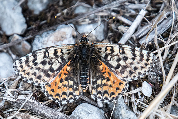 Melitaea didyma meridionalis ♀ - 5822 - Greolières - 26/06/20
