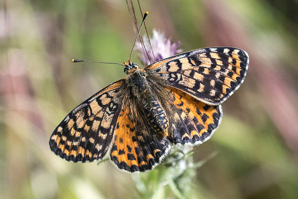 Melitaea didyma-0583 - Belgentier - 20/05/21