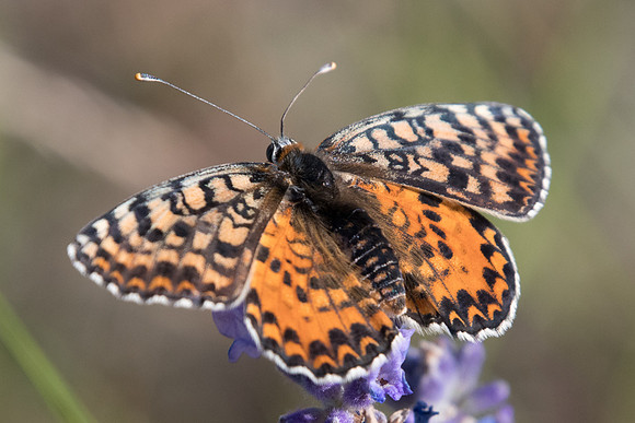 Melitaea didyma occidentalis ♀ -6843 - Col de Vence - 06/07/20