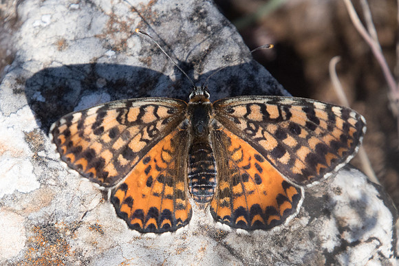 Melitaea didyma occidentalis ♀-6913 - Col de Vence 06/07/20