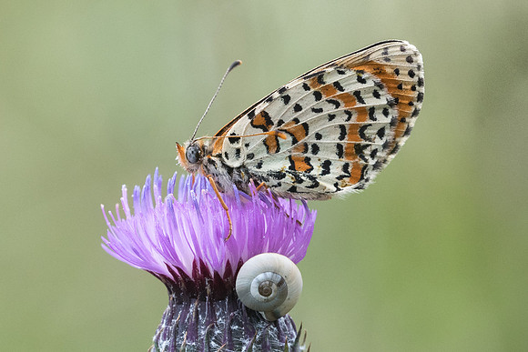 Melitaea didyma-1190 - Signes 21/05/21
