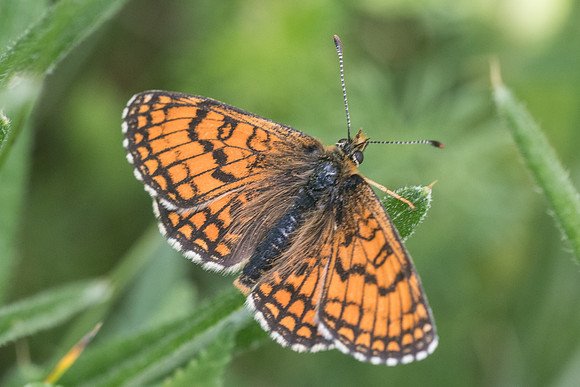 Melitaea parthenoides (Mélitée des scabieuses) -3847 - Launes (Beuil) 25/06/21