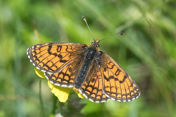 Melitaea parthenoides -3858 - Launes (Beuil) - 25/06/21