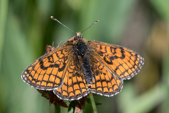 Melitaea parthenoides-4113 - Estenc - 5/07/21