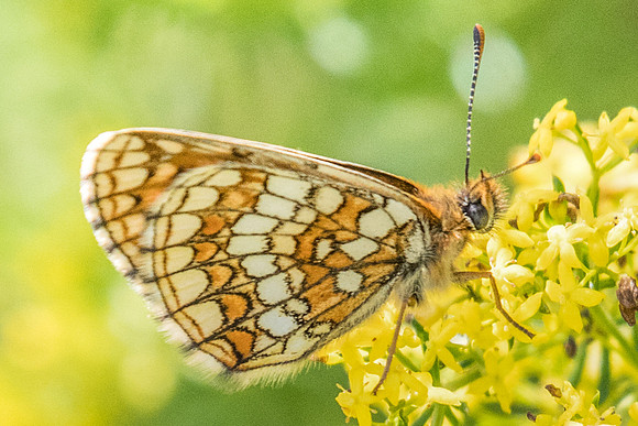 Melitaea parthenoides-3308- Briançon (route Italie)- 1/07/20