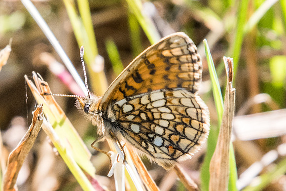 Melitaea parthenoides-4701 - Vallée de la Clarée - 3/07/20