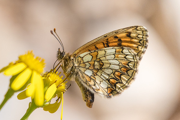 Melitaea parthenoides-6439 - Route Gourdon Caussols
