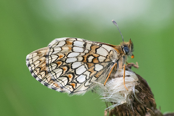 Melitaea parthenoides-3922 Launes (Beuil) - 25/06/21