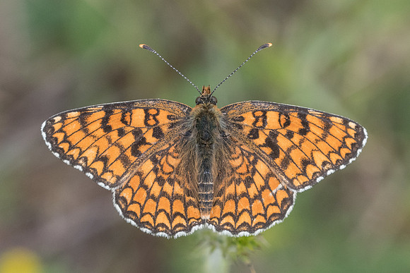 Melitaea phoebe (Mélitée des centaurées) -1725 - Signes - 22/05/21