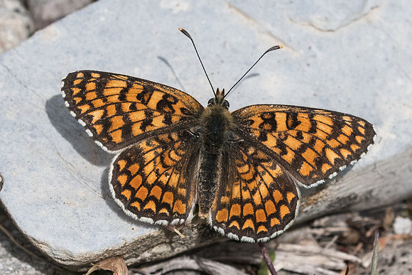 Melitaea phoebe-7066 - Col de la Cayolle - 28/06/21