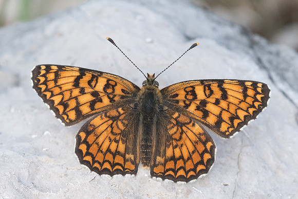Melitaea phoebe-7968 - Cipières - 17/05/21