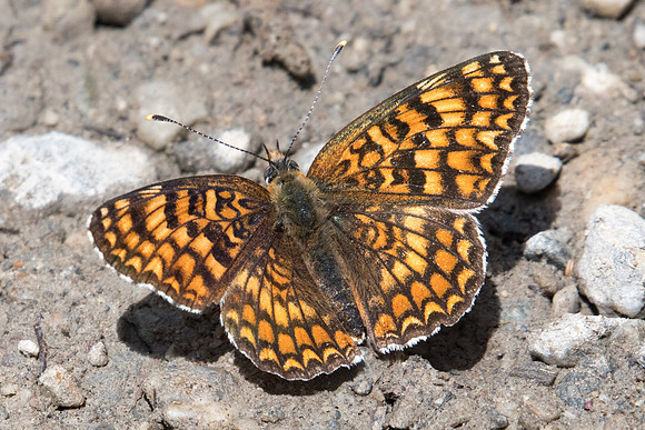 Melitaea phoebe-3067 - Puy St André - 19/07/22