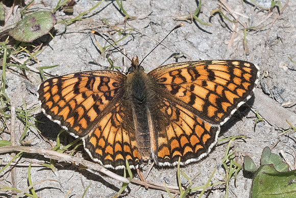 Melitaea phoebe-0389 - Cervières - 30/06/21