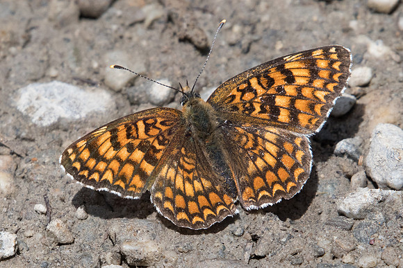 Melitaea phoebe-3068 - Puy St André - 19/07/22
