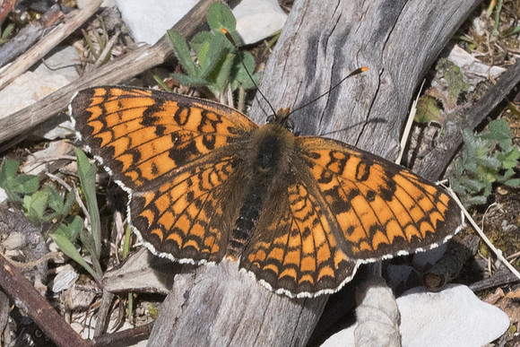 Melitaea phoebe -8210 - Cipières - 17/05/21