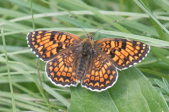 Melitaea phoebe - 3014 - Route Uvernet Briançon - 1/07/20