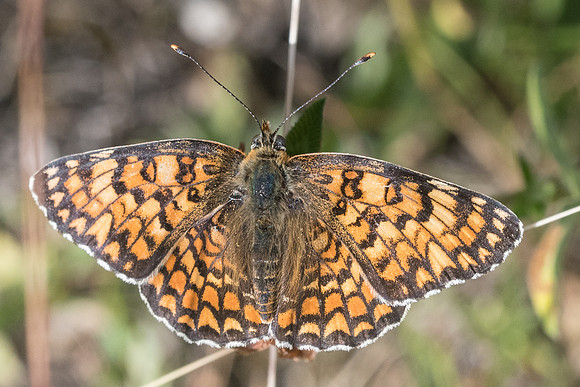 Melitaea phoebe-7032 - Bolquere - 22/07/23