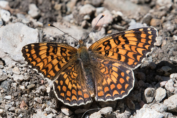 Melitaea phoebe -2611 - Nohedes - 16/07/23