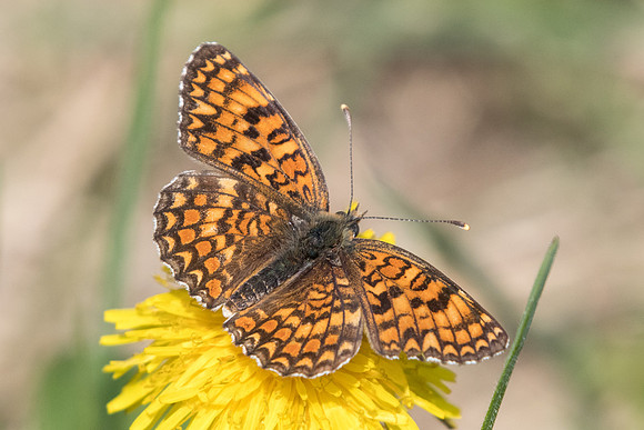 Melitaea phoebe - Digne les bains - 19/04/19