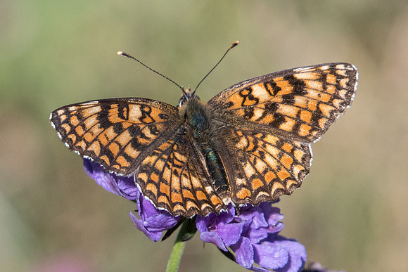 Melitaea phoebe-9210 - Termignon - 16/07/22