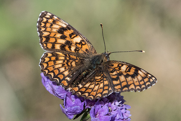 Melitaea phoebe-9214 - Termignon - 16/07/22