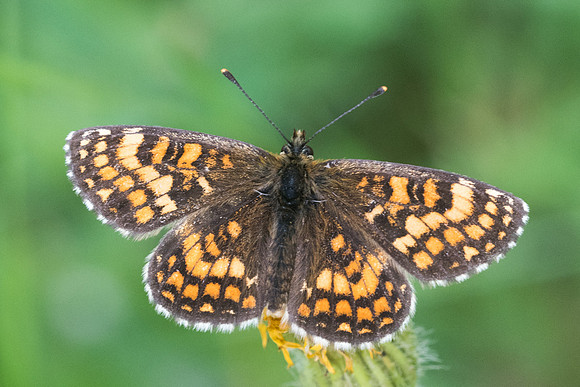 Melitaea phoebe -2106 - Nohedes - 16/07/23