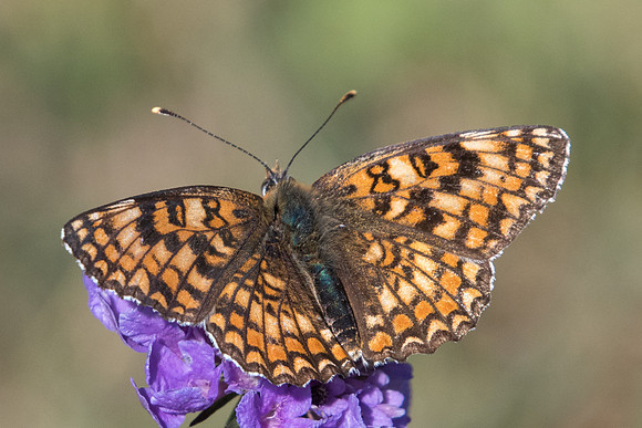 Melitaea phoebe-9222 - Termignon - 16/07/22